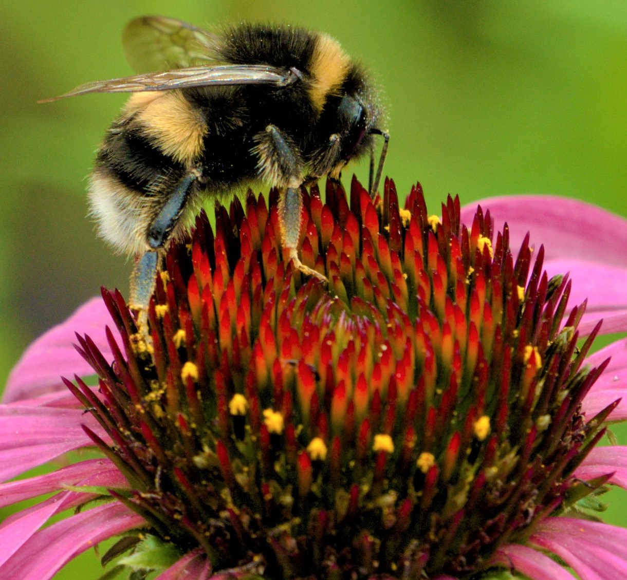 Bee