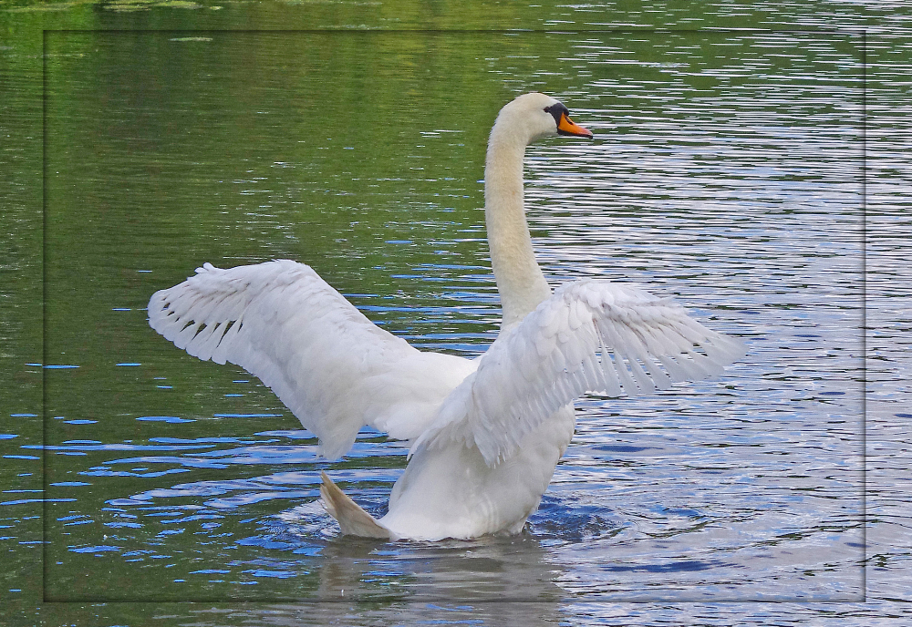 Balletic Swan