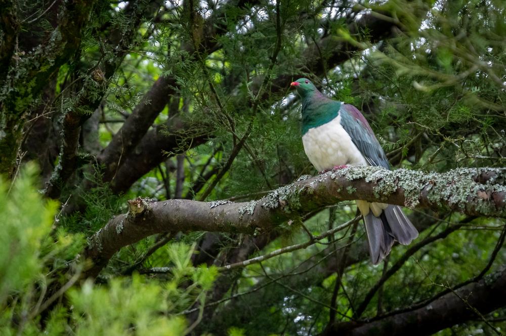 Kerer&#363; - New Zealand native Pigeon