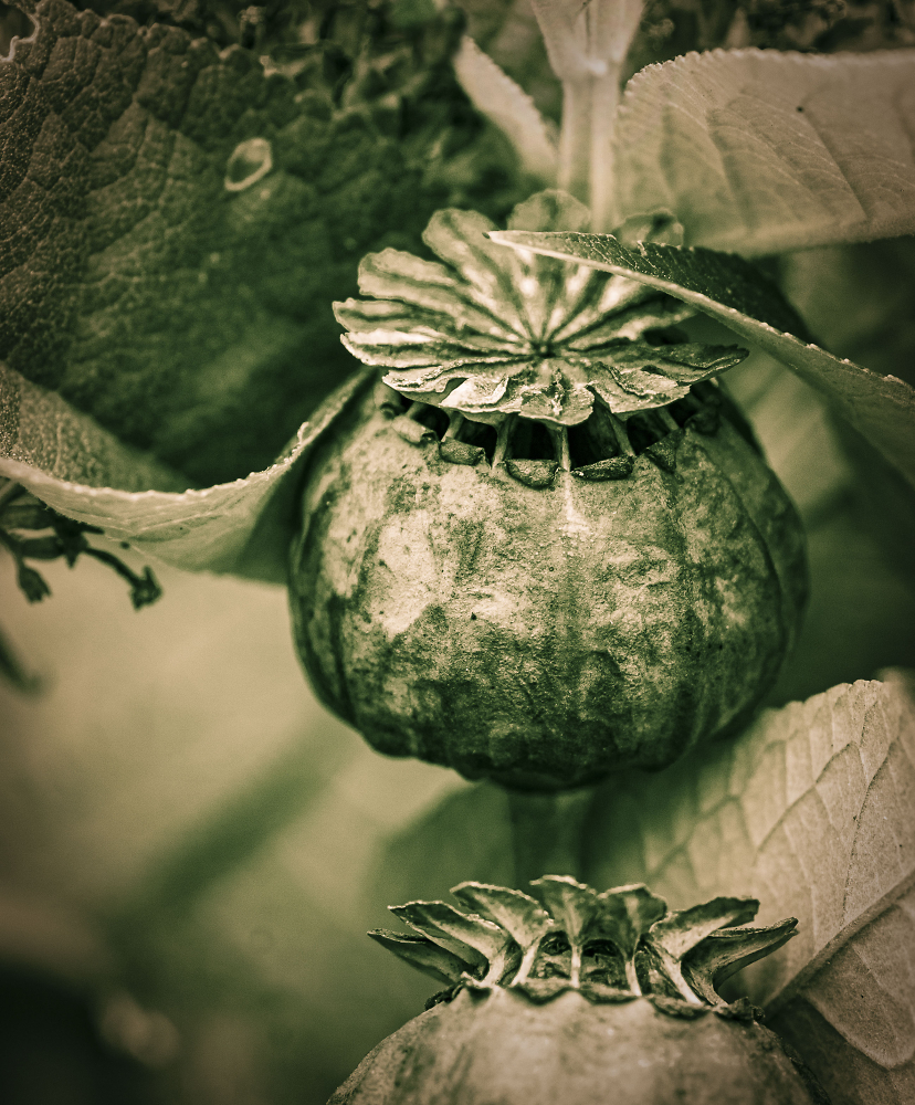 Poppy Seed Head