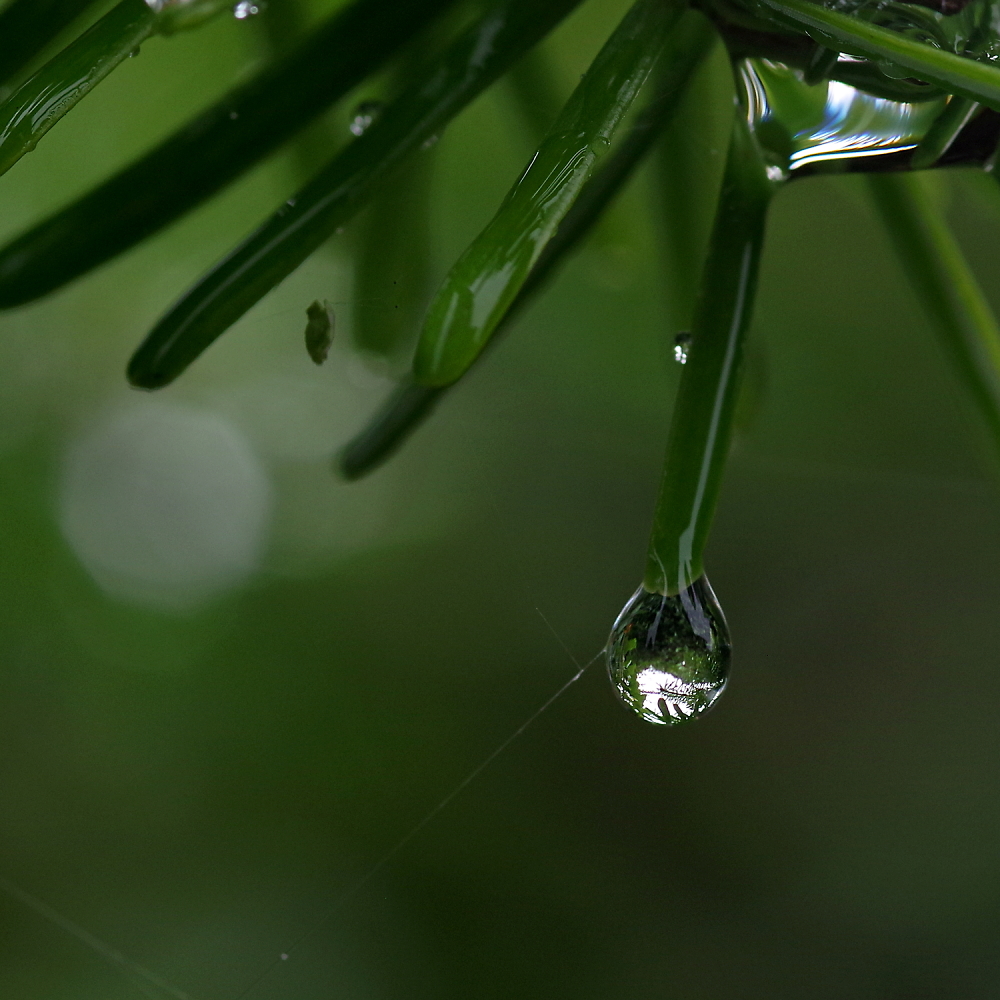 The aphid and the raindrop