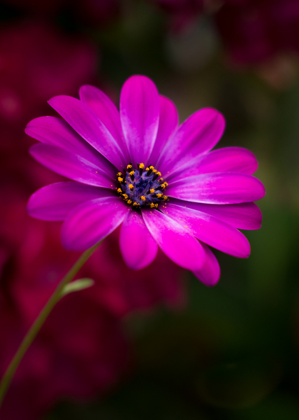 African Daisy.