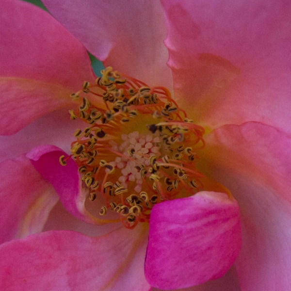Anyone Know What Flower This Is?