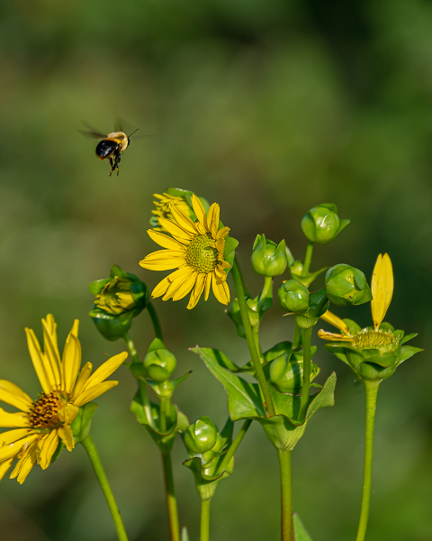 Flower and Bee