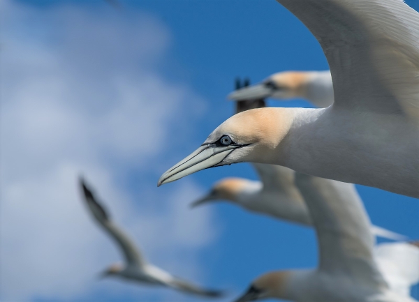 Gannet Flight