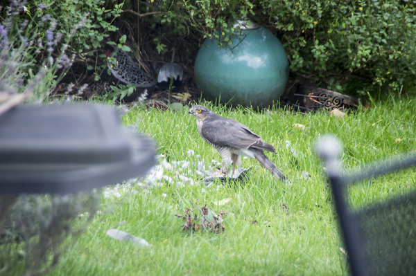 Kite having lunch.