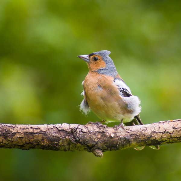 Moulting Chaffinch ?