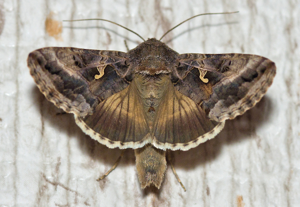 Silver Y Moth