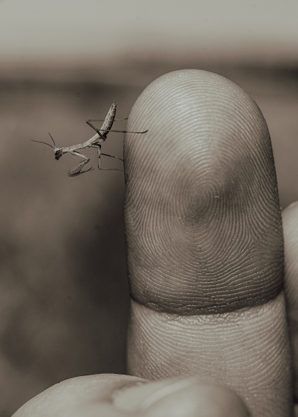 The Itty Bitty Preying Mantis