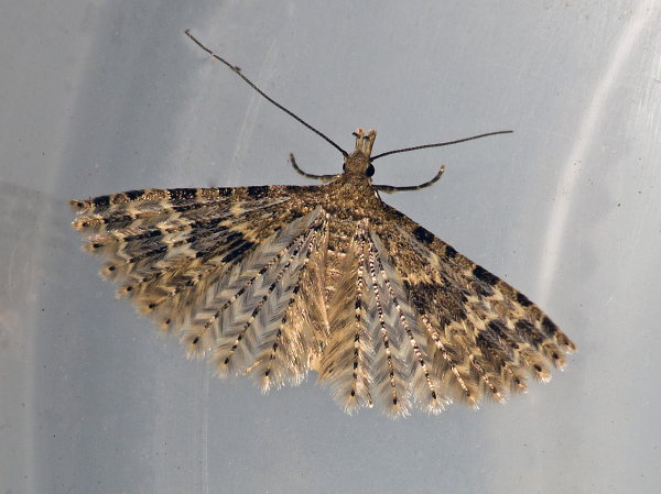 The Many Plumed Moth