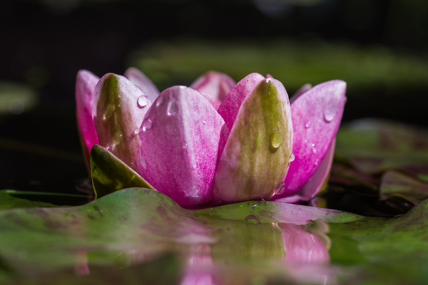 Water lily