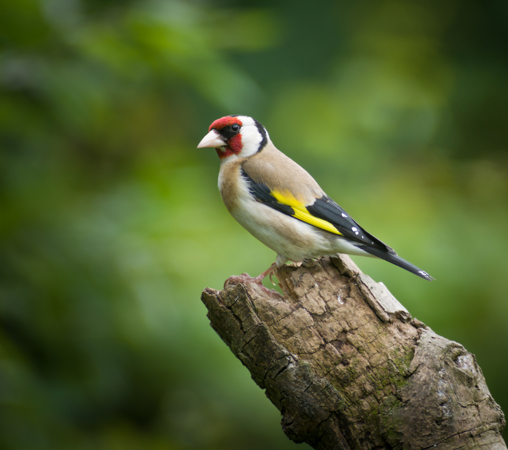 Goldfinch 3