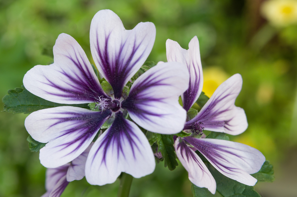 Purple Glory