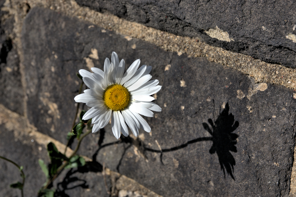 Wavey Daisy