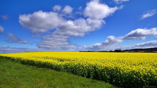 2020 Tasmanian canola crop.