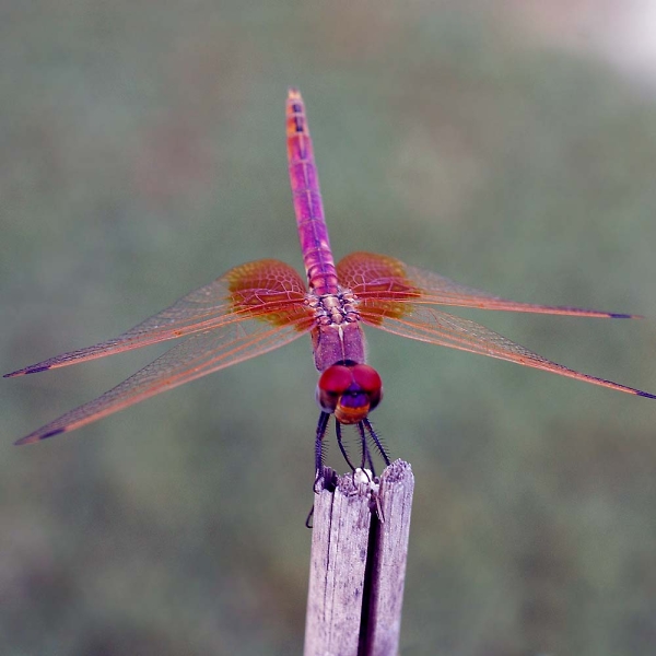 another dragon fly