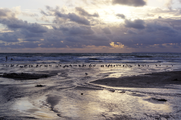 Bird's at Sunset
