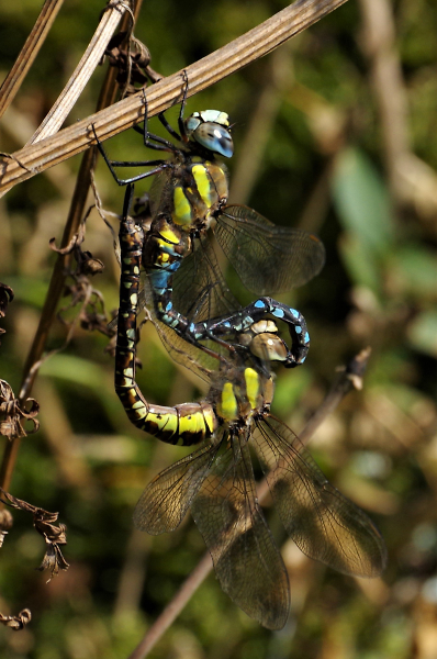 Common Hawkers Mating