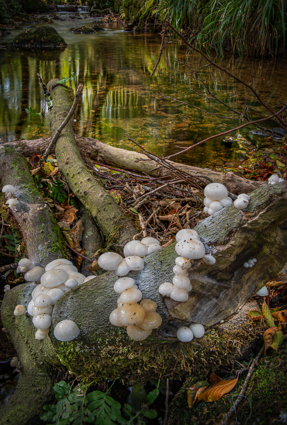 FUNgi in the RIVER