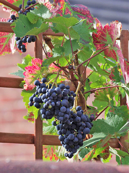 Grapes
