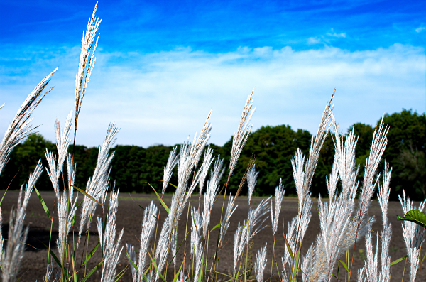 Late summer