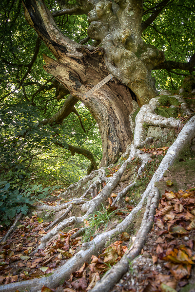 Old Oak