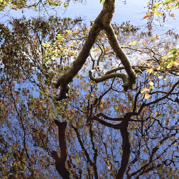 River reflections