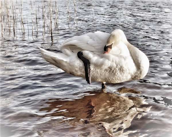 Swan in the river Bann