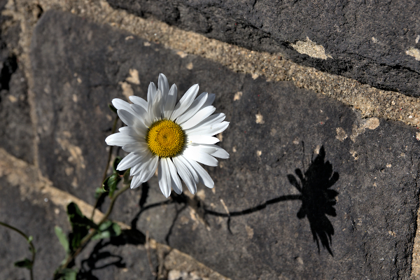 Wavey Daisy