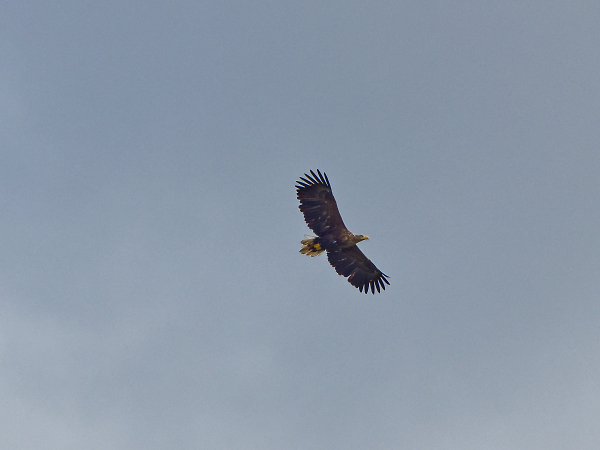 White-Tailed Eagle