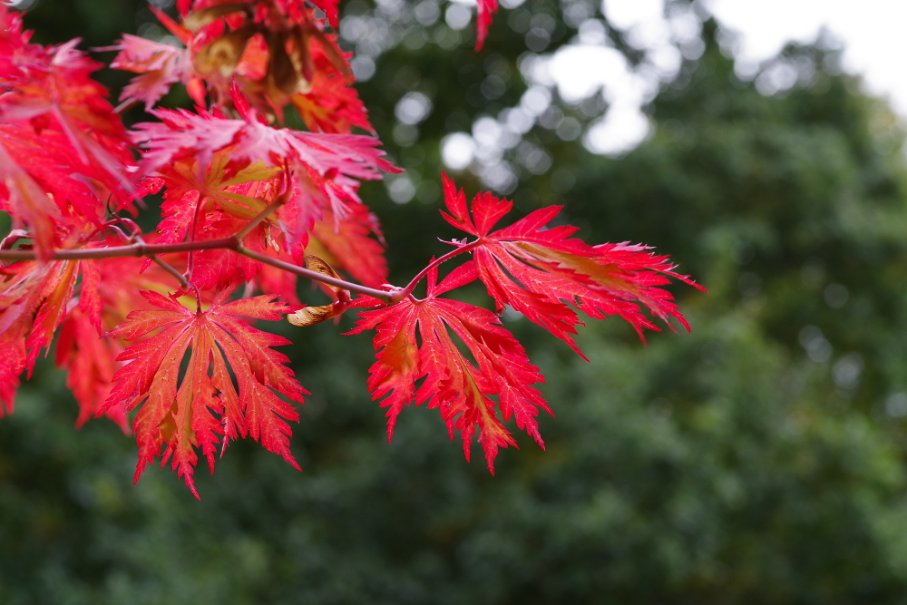 Acer at Kingston Lacey