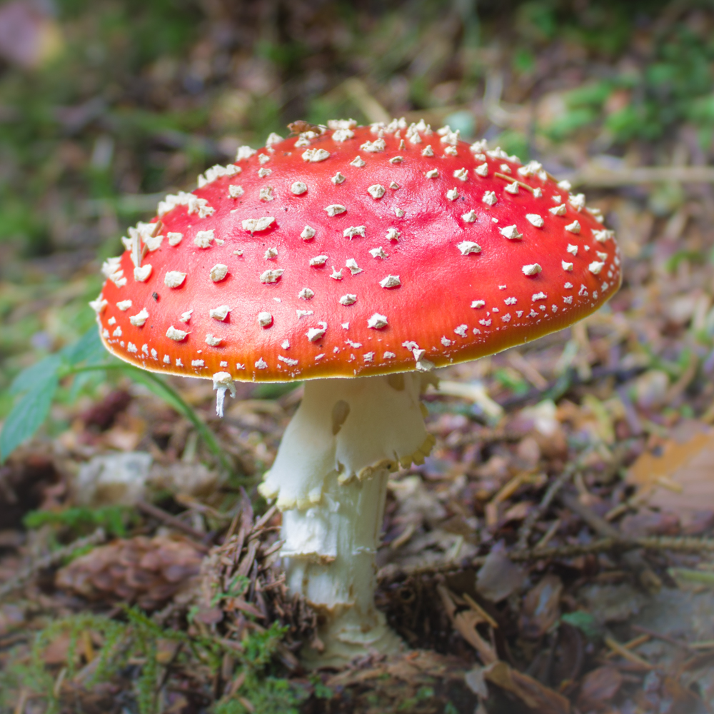 Fly Agaric