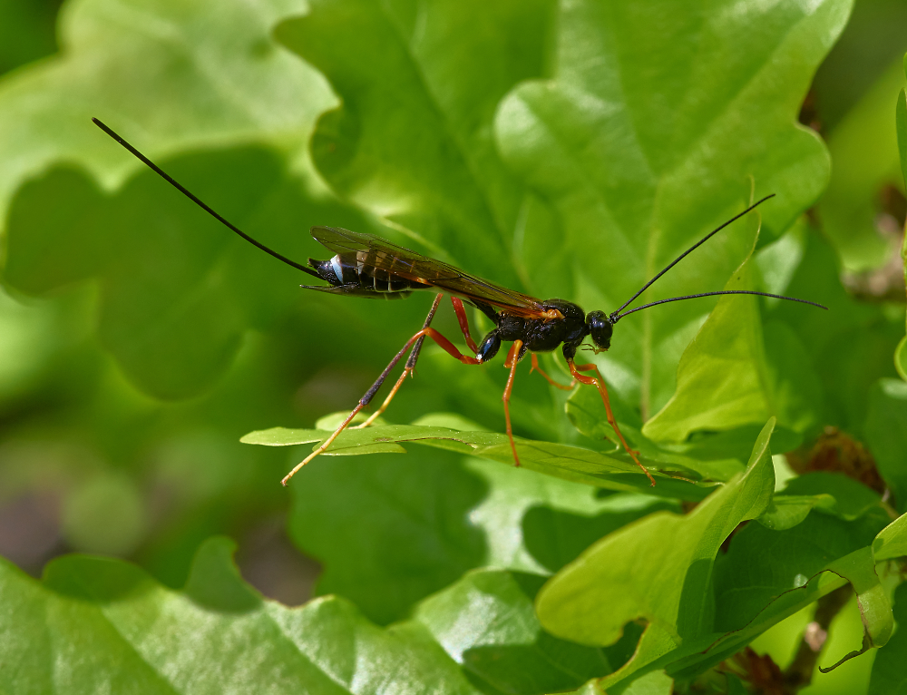 Sabre Wasp (Female)