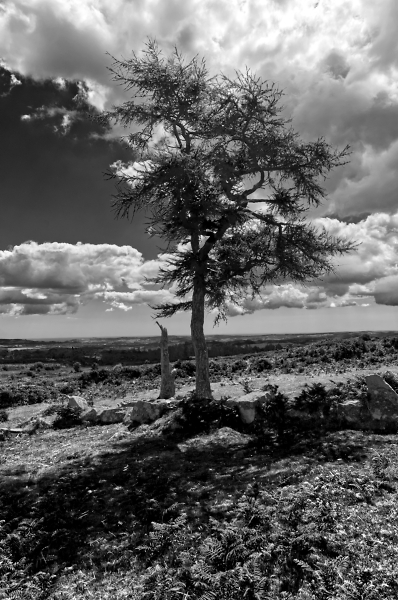A Tree (and a bit)
