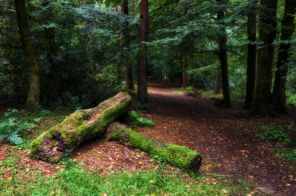 A walk in the woods. 2