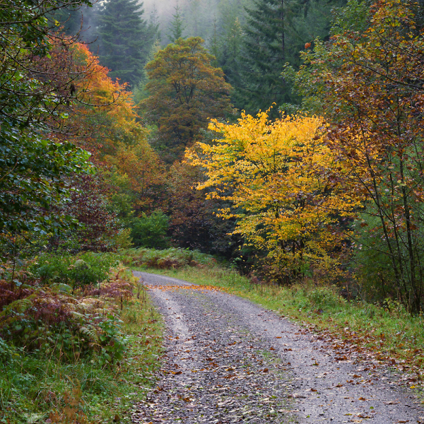 Along the Forest Road.