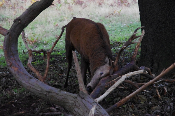 Bushy Park deer