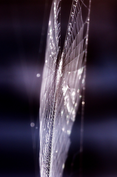 Cosmic spiderweb