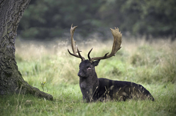 Deer