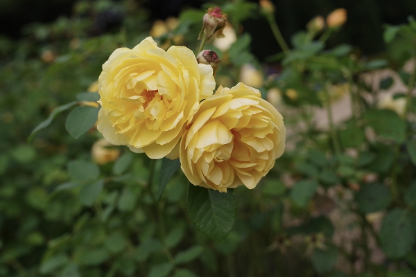 Last of the Roses.