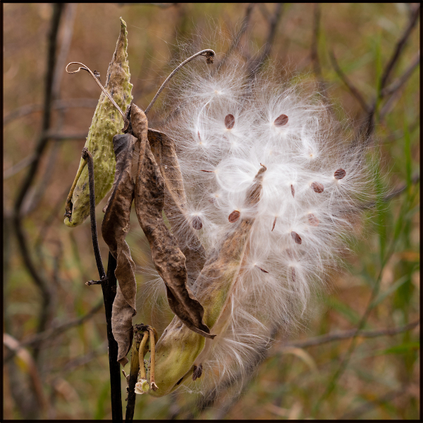 Milkweed's Last Stand