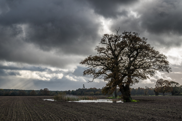Norfolk View