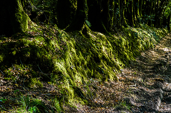 Roots