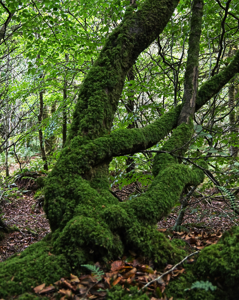 The Green Man....