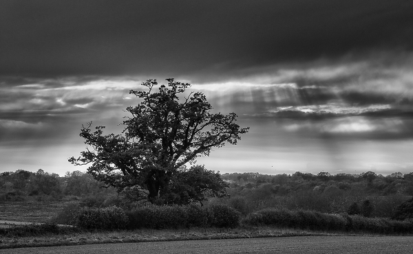 Tree with rays