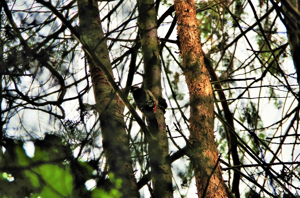 Wood Pecker
