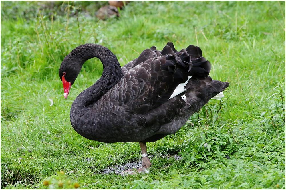 Black Swan on One Leg