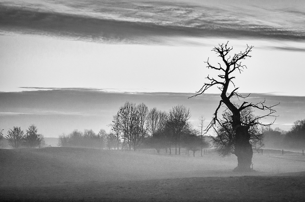 Dead tree in the fog.