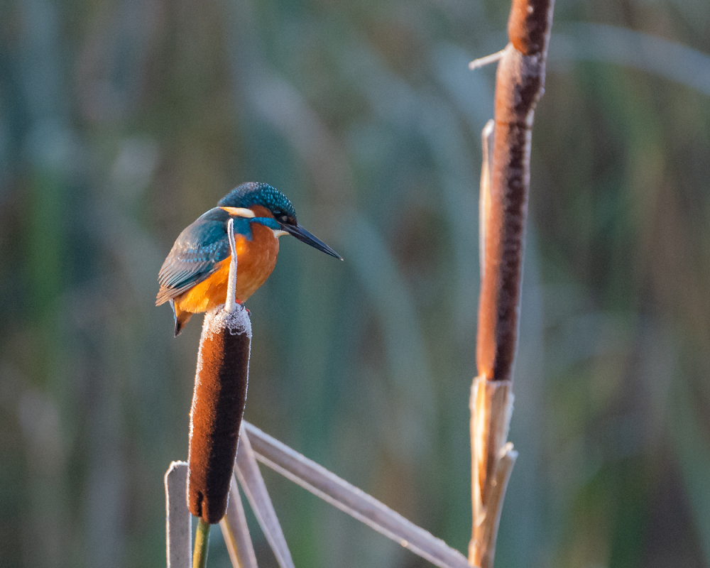 Kingfisher in frosty morning light