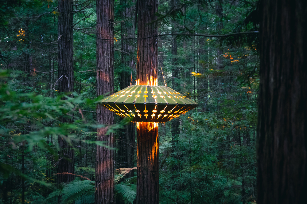 Redwoods by Night